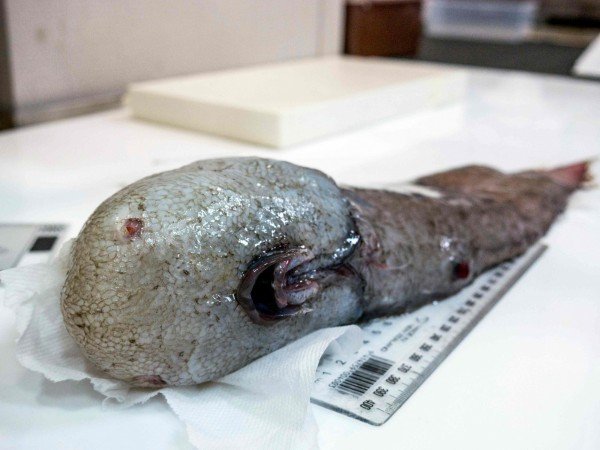 没有脸部的深海单鰭鱈。