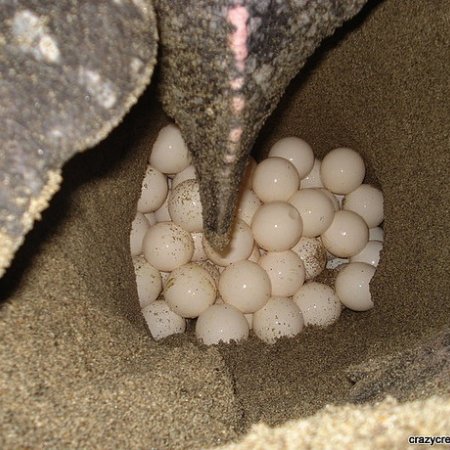 第一批的海龟蛋会被第二批上岸產卵的海龟踩碎，或是被拋出洞外。