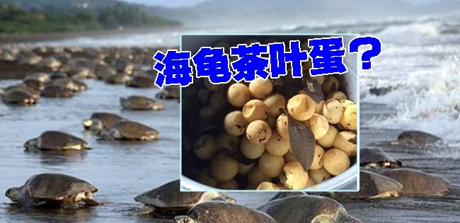 25万只海龟上岸产卵　当地卖起海龟茶叶蛋