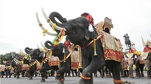 素林省大象节