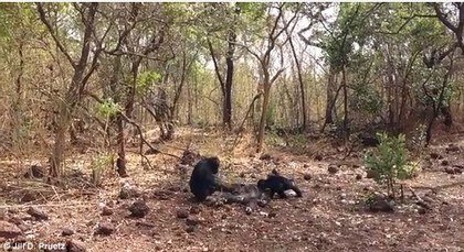 「猩猩王」遭同族自相残杀，多只黑猩猩更吃掉尸体。（照片取自《新科学人》网站）