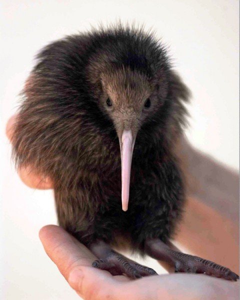 纽西兰国鸟奇异鸟已剩不到7万只。