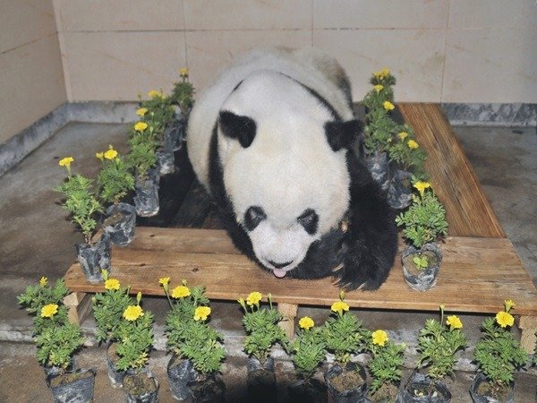 熊猫巴斯离世后的遗容。