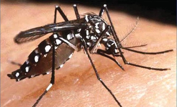民众应自我防护，以防止蚊子叮咬。