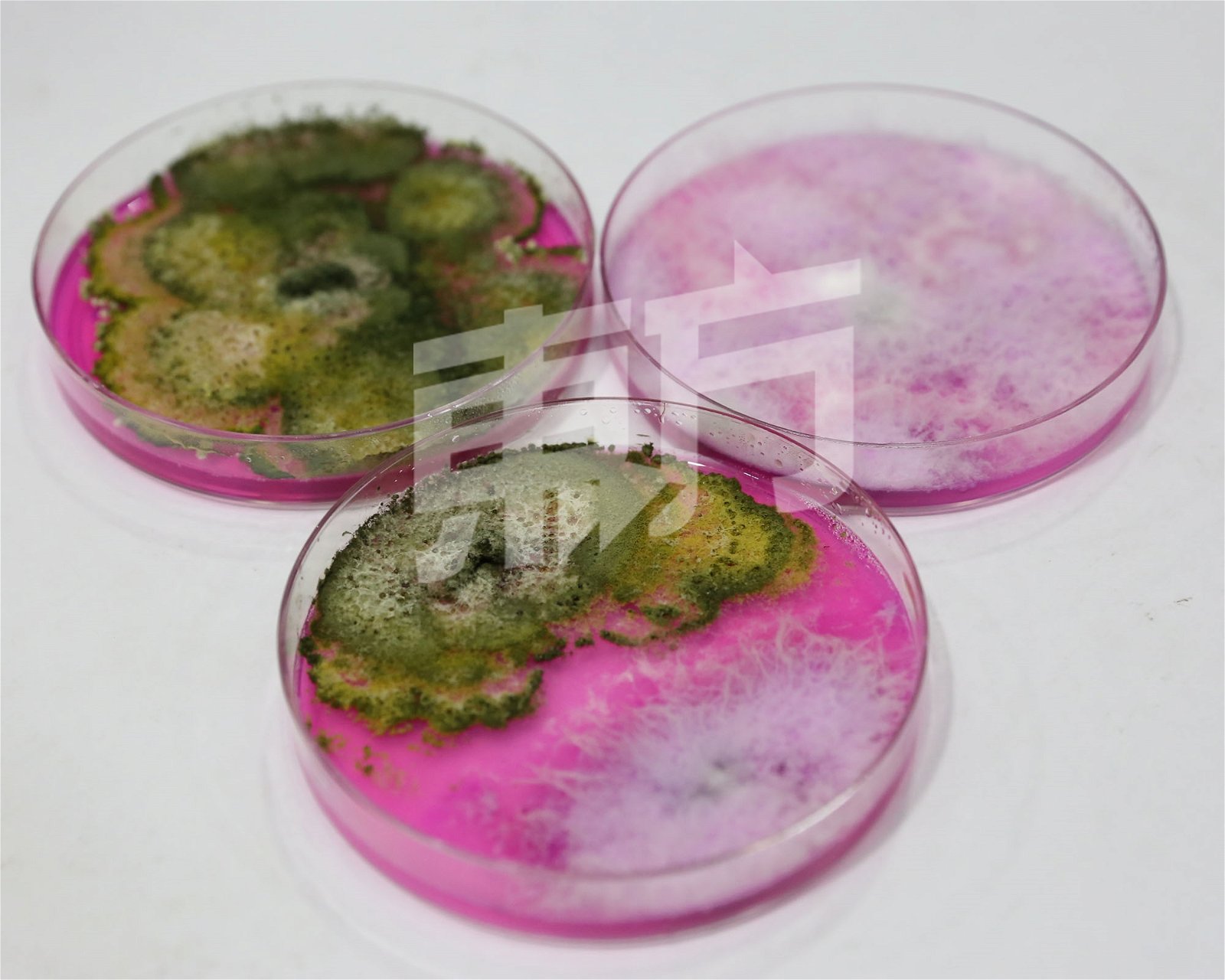 利用生物防治原理，黄绿色的木霉菌有效抑制白色的有害的镰刀菌生长，从而达到防止镰刀菌危害农作物的功能。摄影：刘维杰