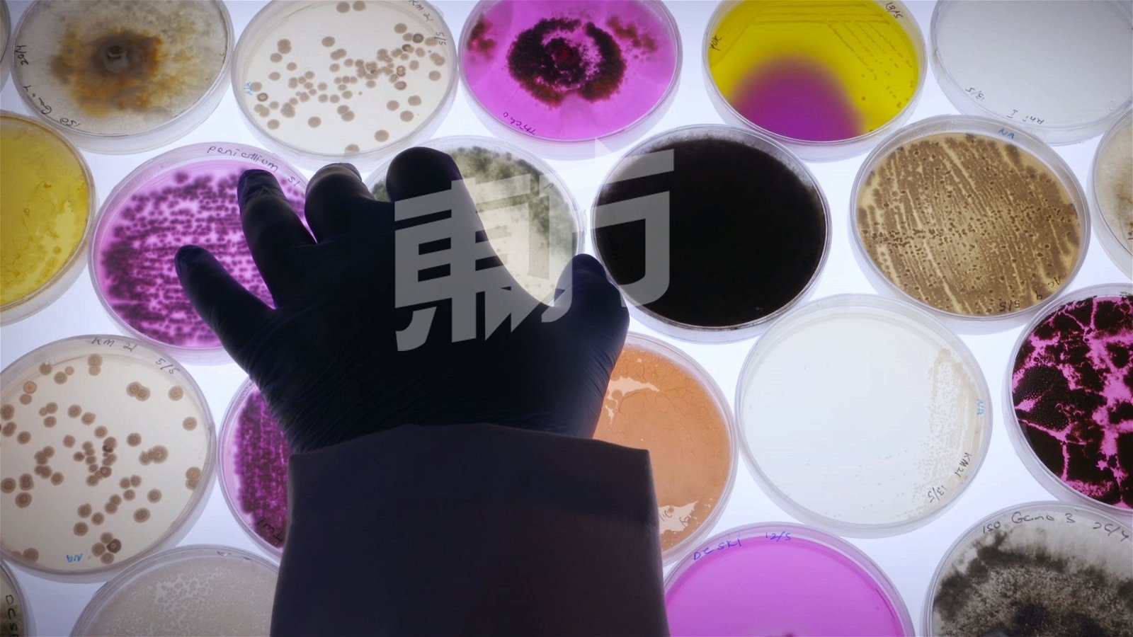 全宇工业有限公司培养逾500种微生物。受访者提供