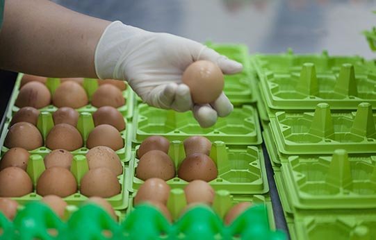 在进行最后检查，确保没有问题后，鸡蛋包装后便可送到消费者手上。李兆龙表示，虽然巴氏消毒鸡蛋的价格比较昂贵，但随著人们意识开始醒觉，著重健康饮食与食品安全，公司销售额随著时间有在逐步提升。