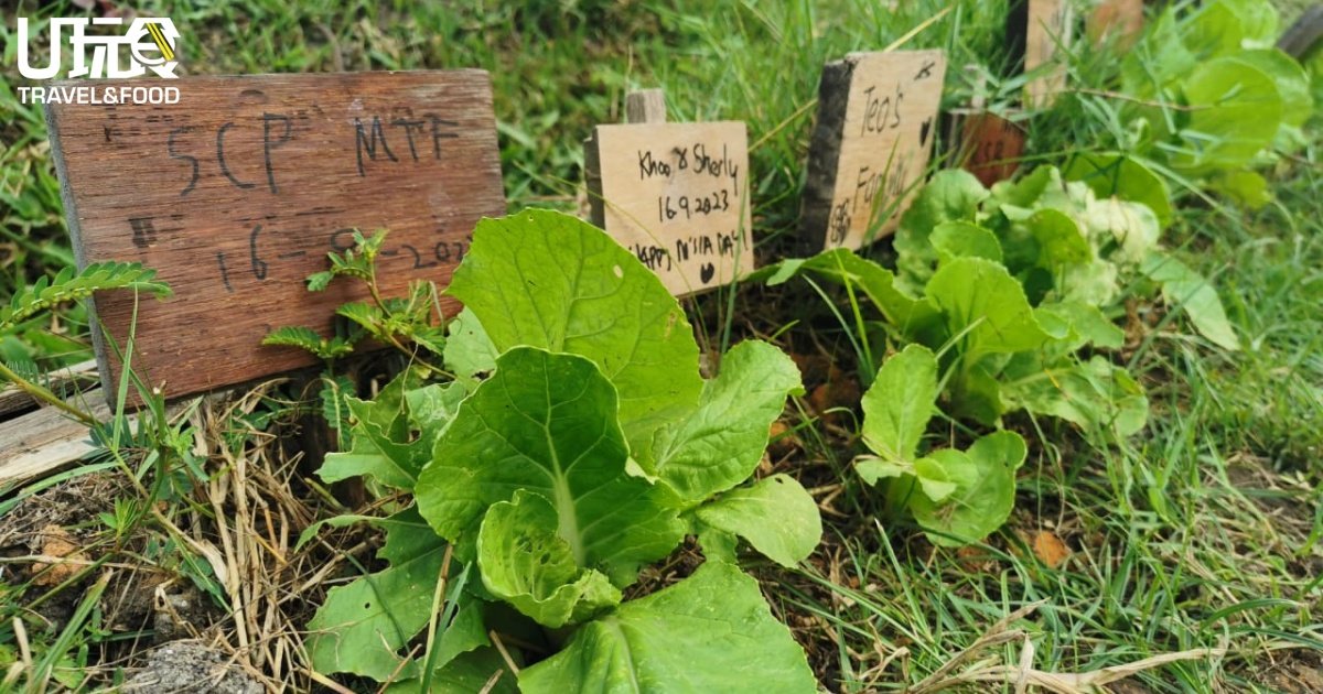 民众除可把有机菜籽带回家种植外，也能在Bug's Paradise Farm种植有机蔬菜。