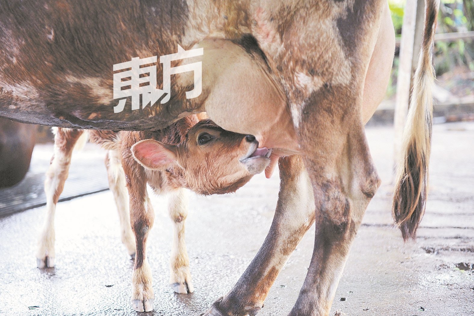 尽管其他牧场购买奶粉，冲泡给小牛喝以节省成本，吴士尧选择让小牛喝母奶，提高其免疫力以确保健壮成长。