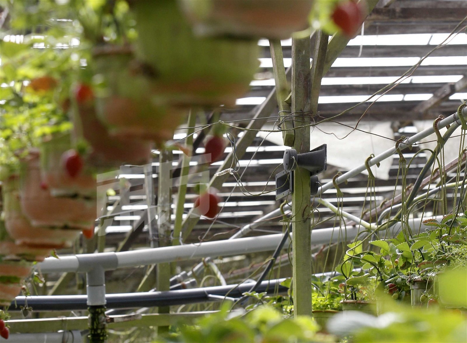 EQ草莓园设有扩音器，每天都会播放3至4小时的音乐，让草莓享受“听”音乐之乐。