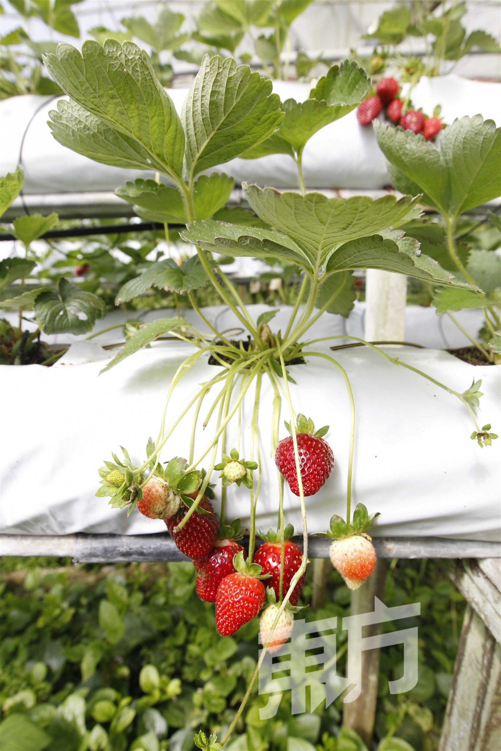 使用植物干细胞和碳元素碱性种植法的技术后，草莓树的生命力变得更强，且果实的甜度也大大提升了。