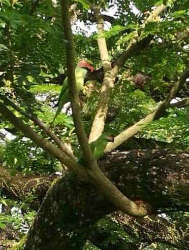 长尾鹦鹉是体型较瘦小、尾巴尖而长、食植物种子的鹦鹉，有时会停在雨树憩息。