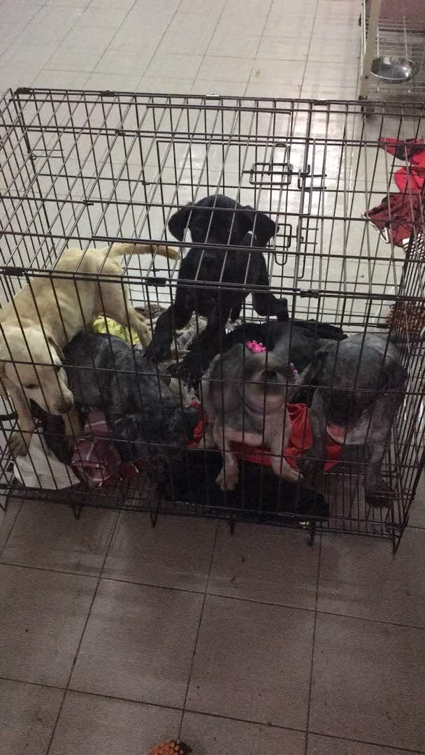 2名善心女在7只狗儿救出，希望透过社交媒体为它们寻找新的主人。受访者提供