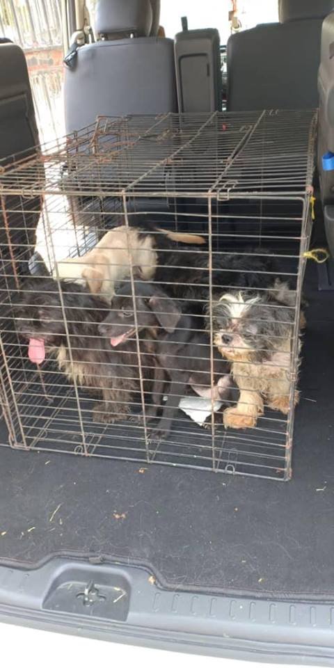 2名善心女在7只狗儿救出，希望透过社交媒体为它们寻找新的主人。受访者提供