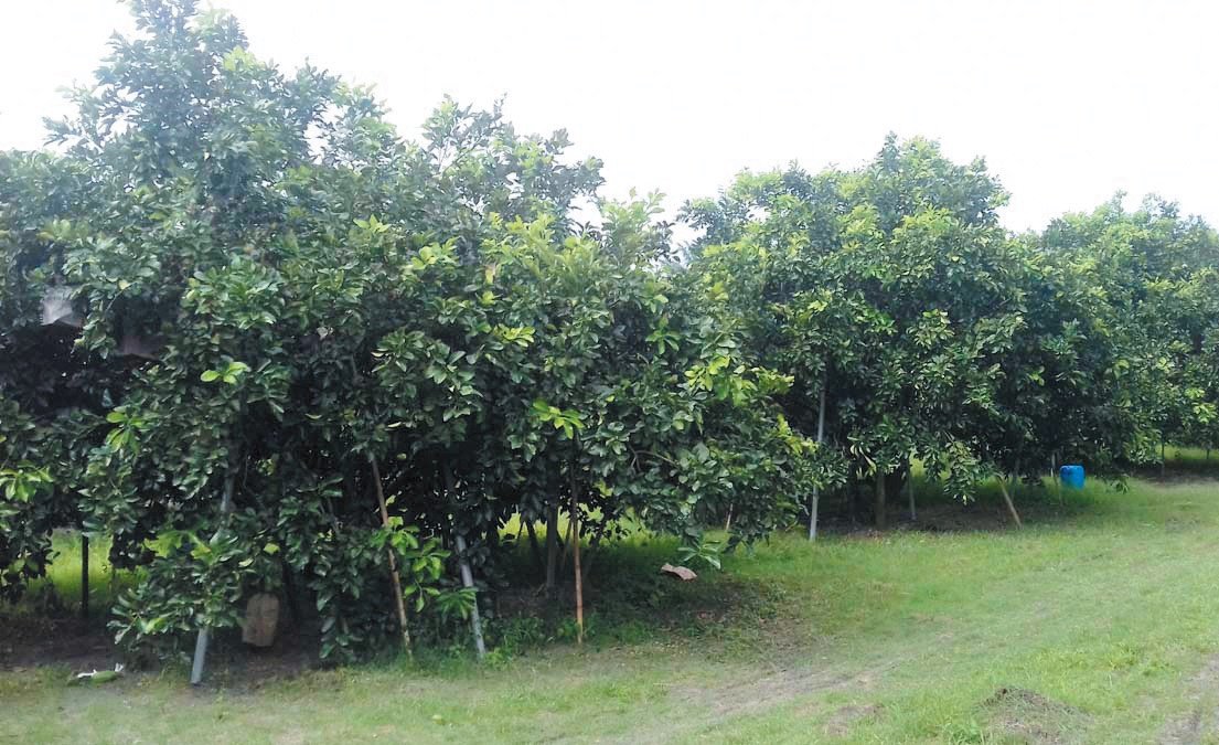柚子有价，使两成园的柚子种植业欣欣向荣，许多住户都将住家旁空地辟为柚园。