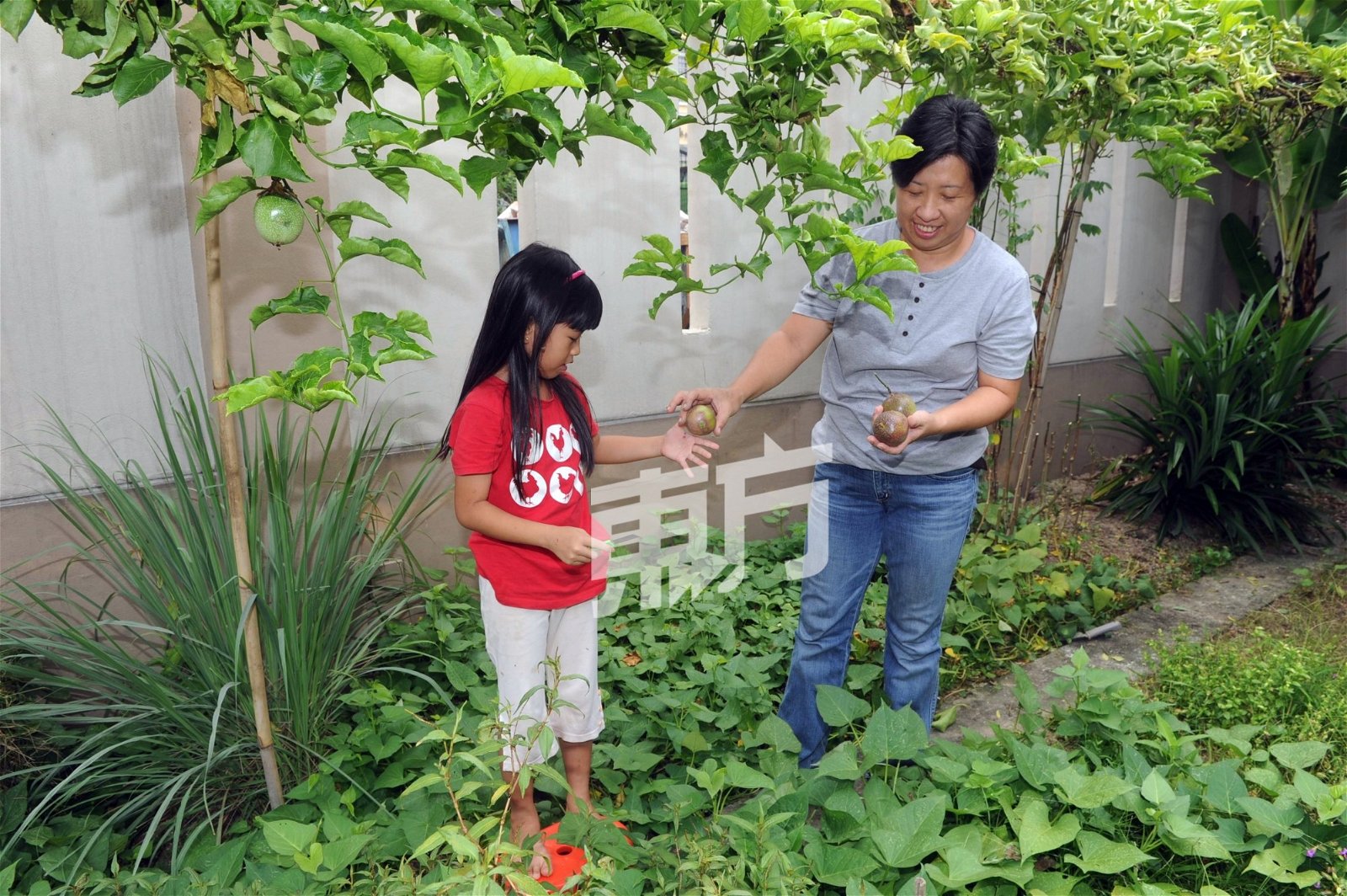 黄渼清在院子一隅种菜，把以前祖母带给她美好的影响，也传给女儿。
