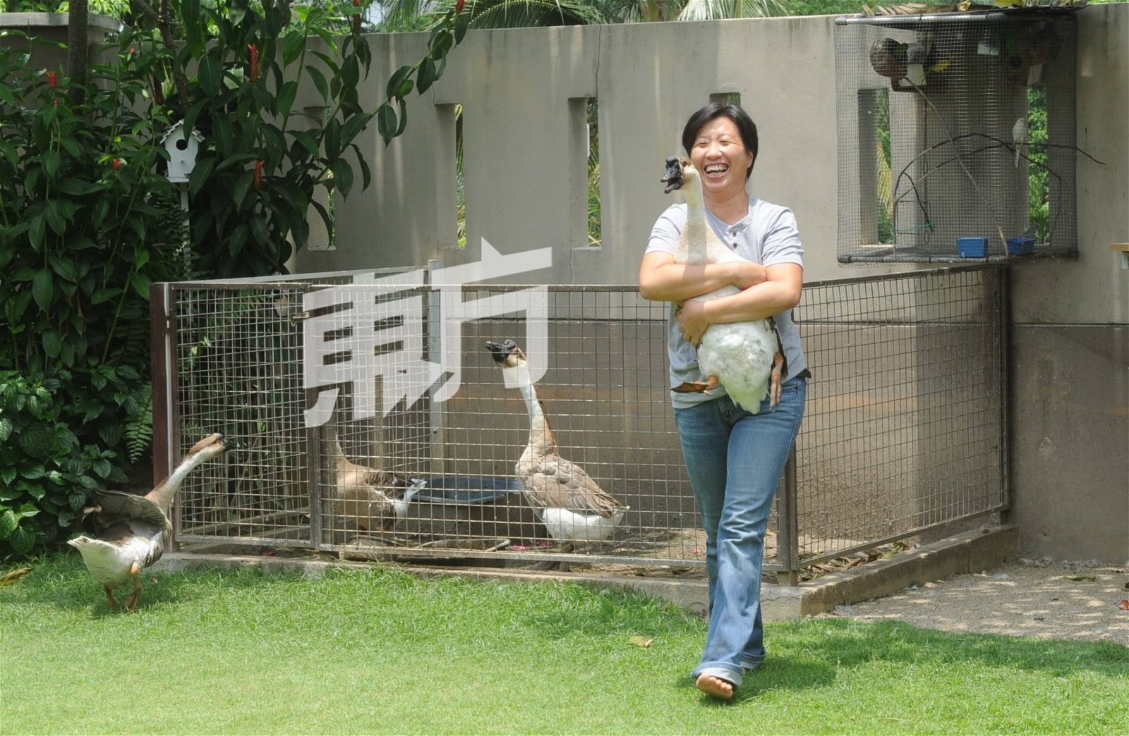 黄渼清在庭院里饲养鸡鹅，她与孩子们在动物的生老病死循环中，上了一堂生命课，也让他们体验到生命的无常。