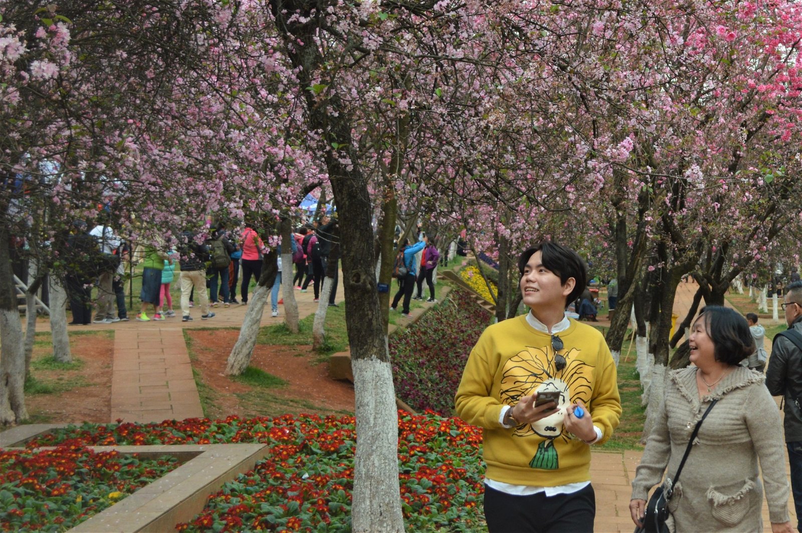 大病以后，林政贤与母亲的关系获得修复，这几年来，两母子除了在本地旅游，也到过中国、香港和台湾。图摄于去年的一趟旅行，春天时的昆明动物园，樱花漫天遍野地盛放。