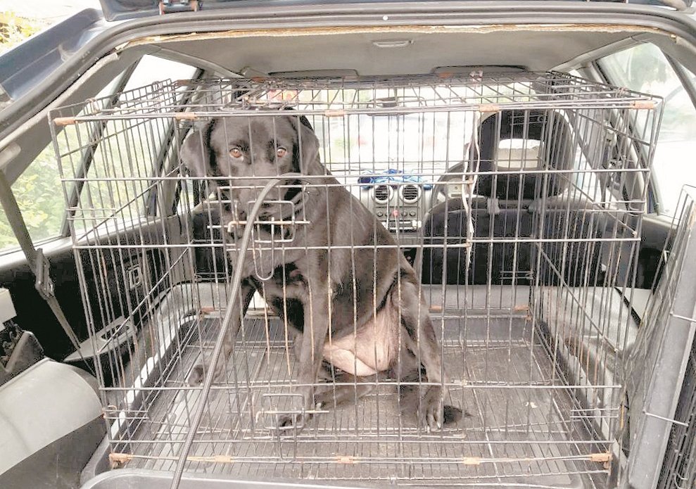 在载送过程中，张俊杰一般都会把狗狗安顿在车子后座特设的笼子里。