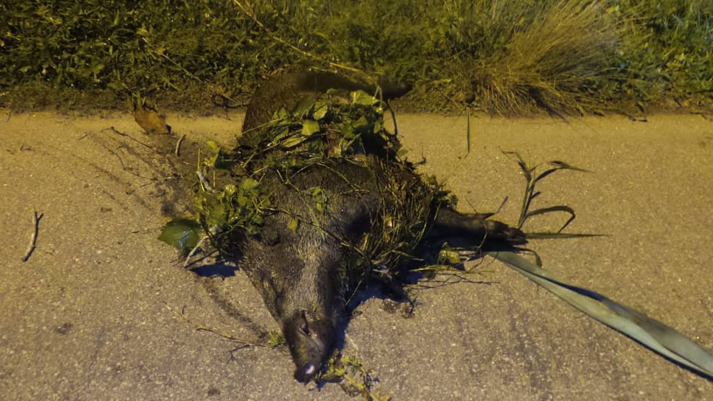 其中一只在双溪冷宜河边树丛被射死的80公斤重山猪尸体。