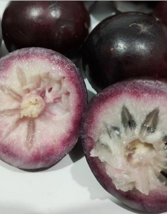 外皮紫色品种的台湾牛奶果，属肉厚皮薄，让人可以真正品尝到果肉，且口感犹如果冻。