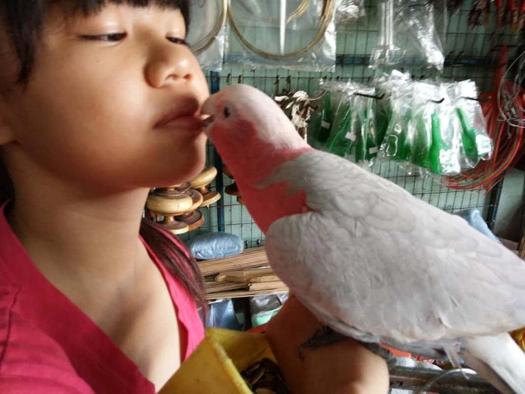 韩欣颖喜欢鹦鹉，经常和它们玩亲亲。