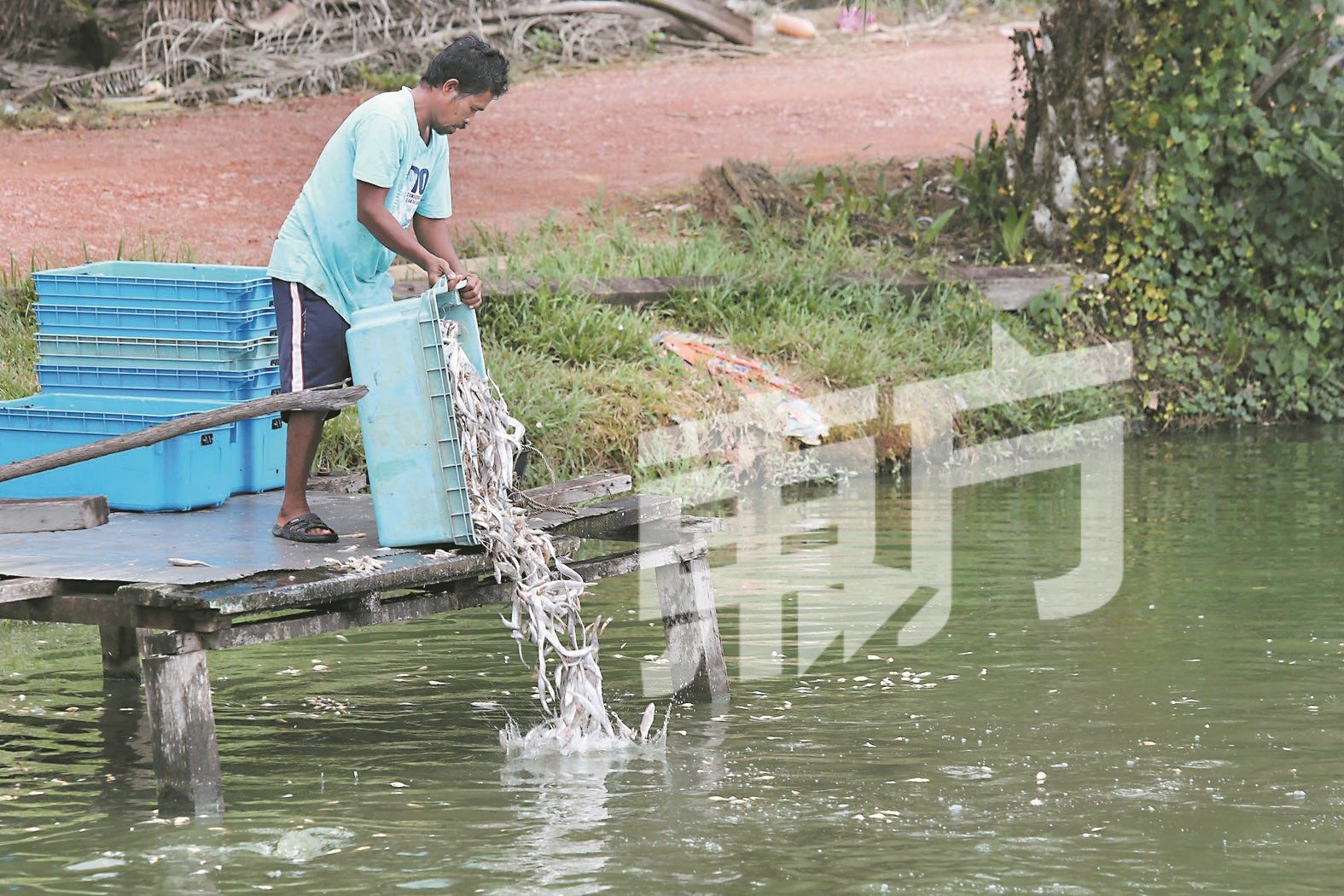 多曼鱼以肉食性为主，是孙营城会向渔民收购小鱼，以喂食多曼鱼。