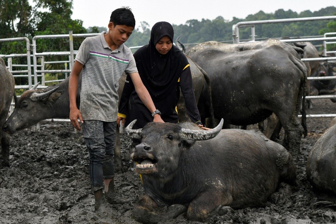 莫哈末苏古与家人饲养了110头水牛，其中有56头水牛自9月9日感染血性败血症而陆续死亡。