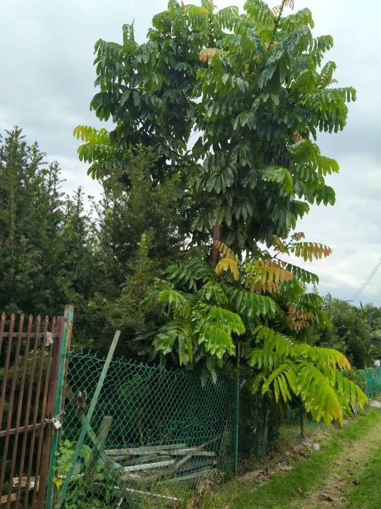 巴西龙眼的果树可长至40公尺高，越高的果实越甜。