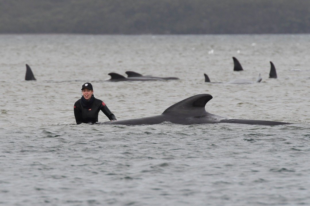 救援人员试图救助一头搁浅在浅水区的领航鲸。澳洲塔斯马尼亚西海岸的麦夸里角，经常发生海洋生物搁浅事件，但此次领航鲸搁浅的规模，是当地十多年来最严重的一次。（奥联社/路透社）