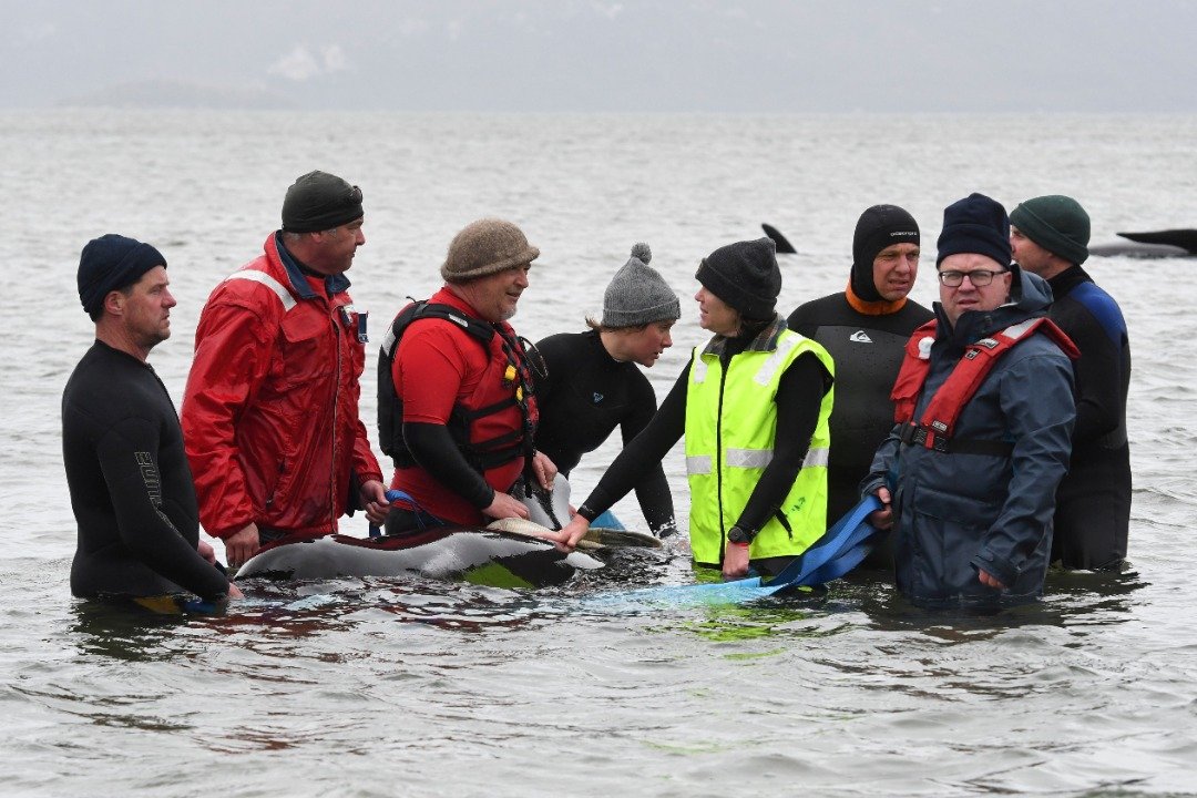 几名救援人员正围著一只待救的搁浅鲸鱼。此次的抢救行动，共有约40名科学家、20名警员及当地民众参与。（澳联社/路透社）
