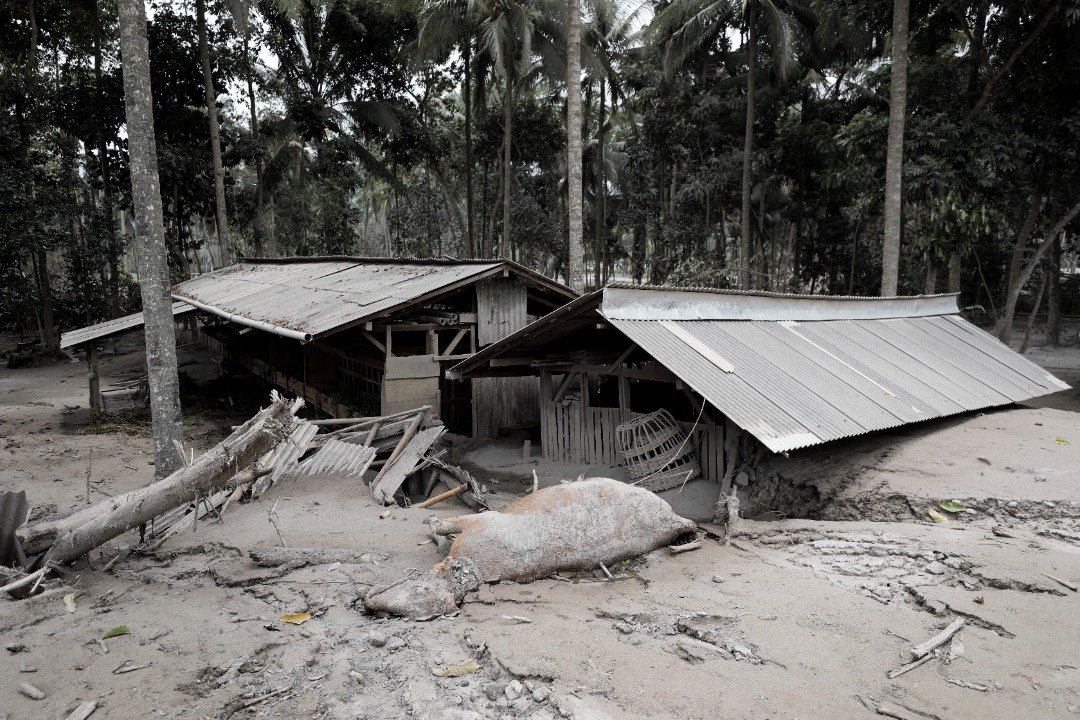火山爆发后，大量火山灰降下，覆盖整个村庄。村民的房子被淹没，一头牛来不及逃难，惨死在家门前。（图取自路透社）