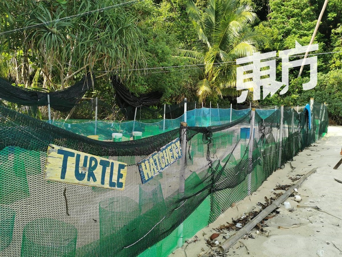 为了避免天敌侵袭和人为破坏，志愿者会在海龟妈妈离开后，将海龟蛋转移到孵化场。
