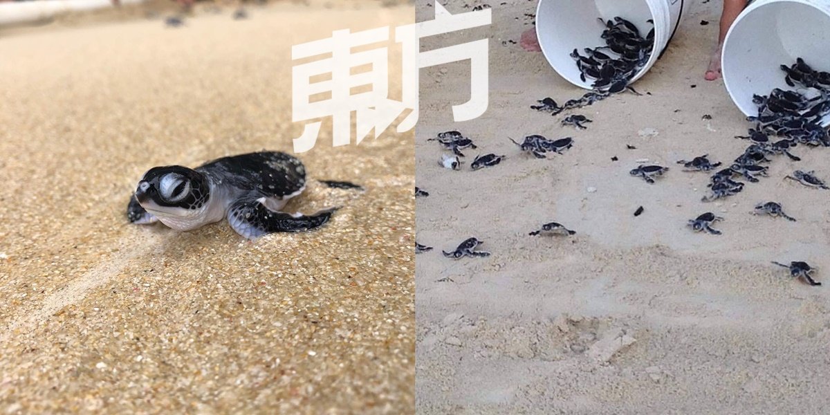 为了提高小海龟的生存率，志愿者必须在孵化后三天内，让海龟回归到大海的怀抱。即使是在疫情期间，保育中心仍在两年内释放了2万9349只小海龟。
