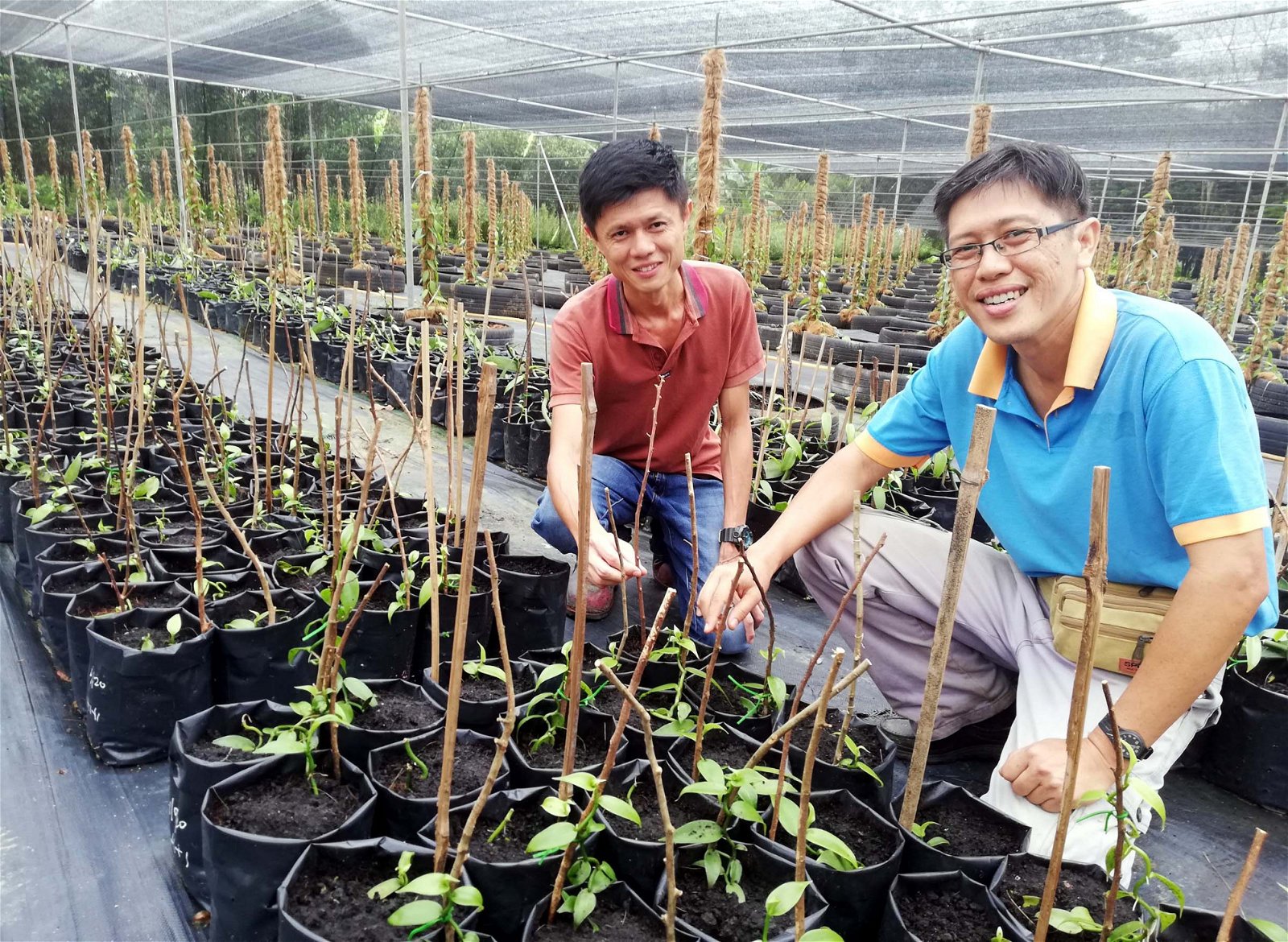 从对香草种植门外汉到专家，陈志佳（左）与蔡志贤希望在大马推广香草种植。
