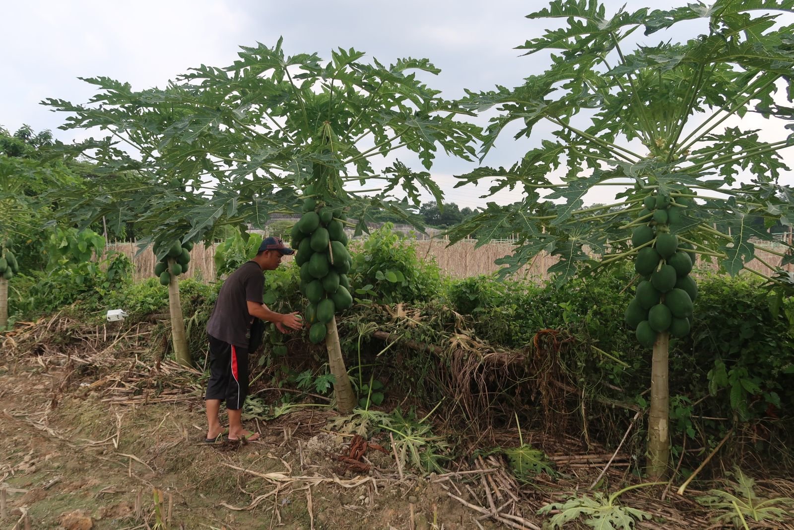 种在玉蜀黍园周围的红妃木瓜树身不高，站著就可直接采收。