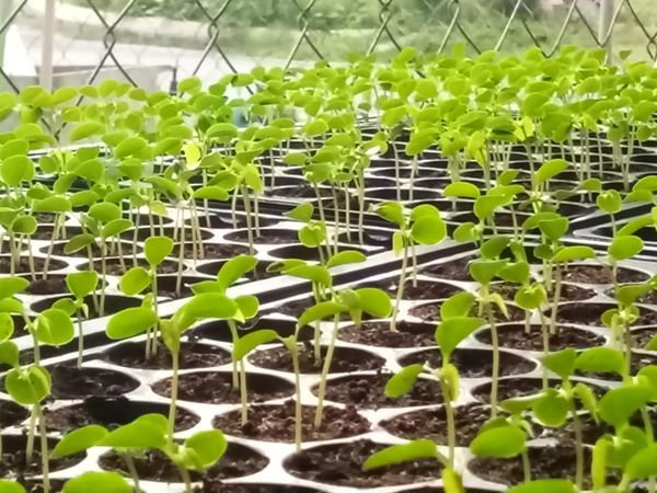 红妃木瓜F1种子的发芽率为70％，图为正茁壮成长的幼苗。（陈子云提供）