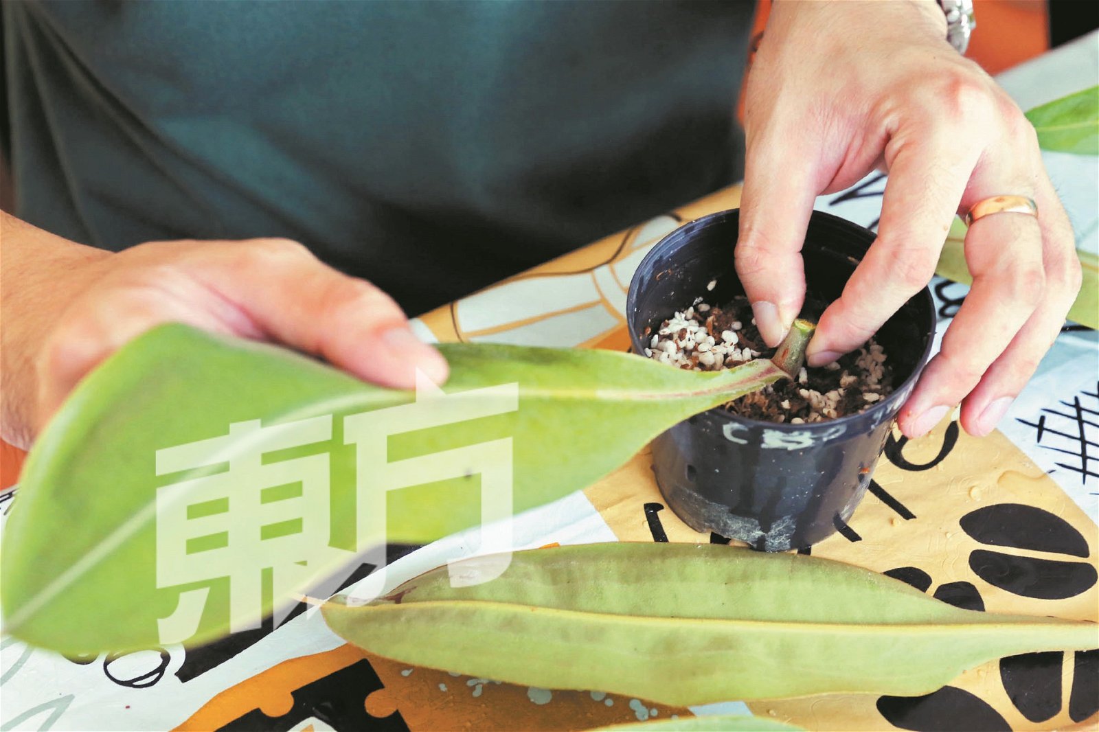 何禧华以扦插方式培植食虫植物。