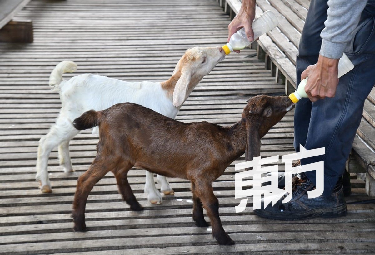农场日产30公升羊奶，其中10公升羊奶是供喂养小羊。