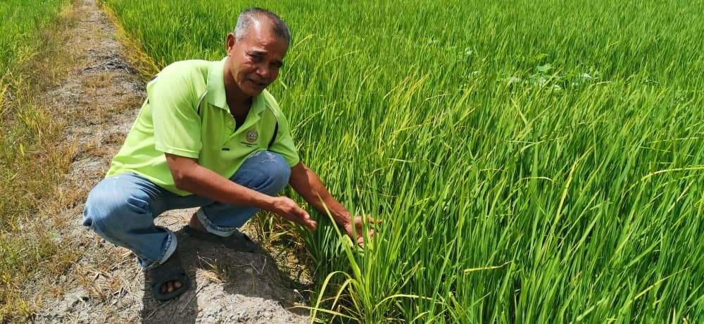 西伦指稻田缺乏足够的水灌溉，影响稻穗生长。