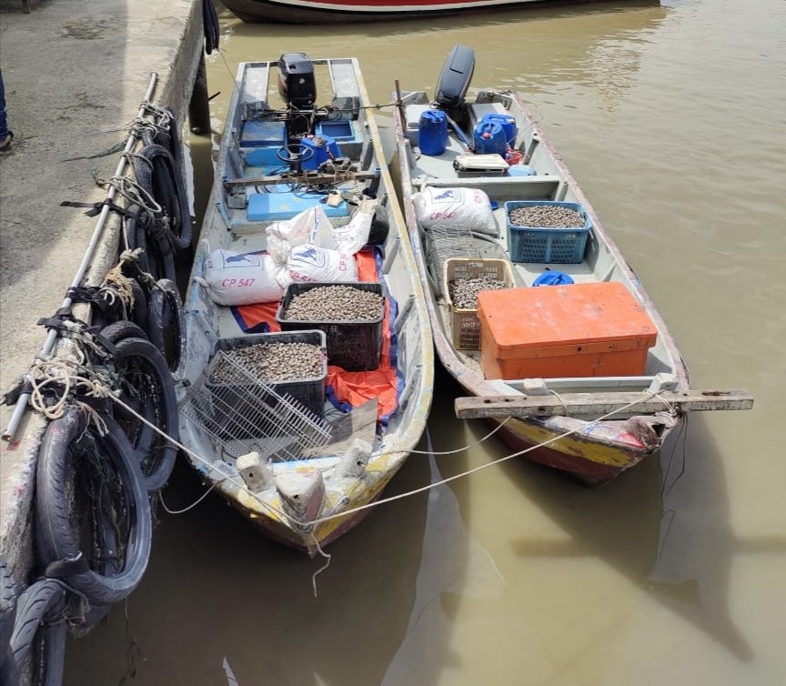 2艘涉案贼船被拖往十八丁码头，船上仍有疑是贼赃的鲜蚶。