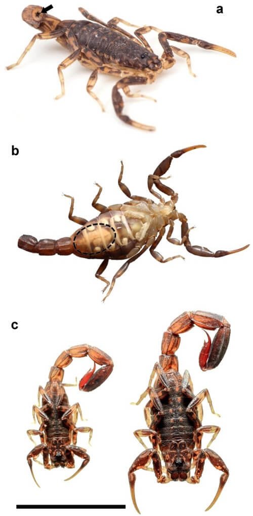 图为蝎子断尾后的变化，及公蝎子与母蝎子的比较图。（图取自Wiley Online Library网页onlinelibrary.wiley.com）