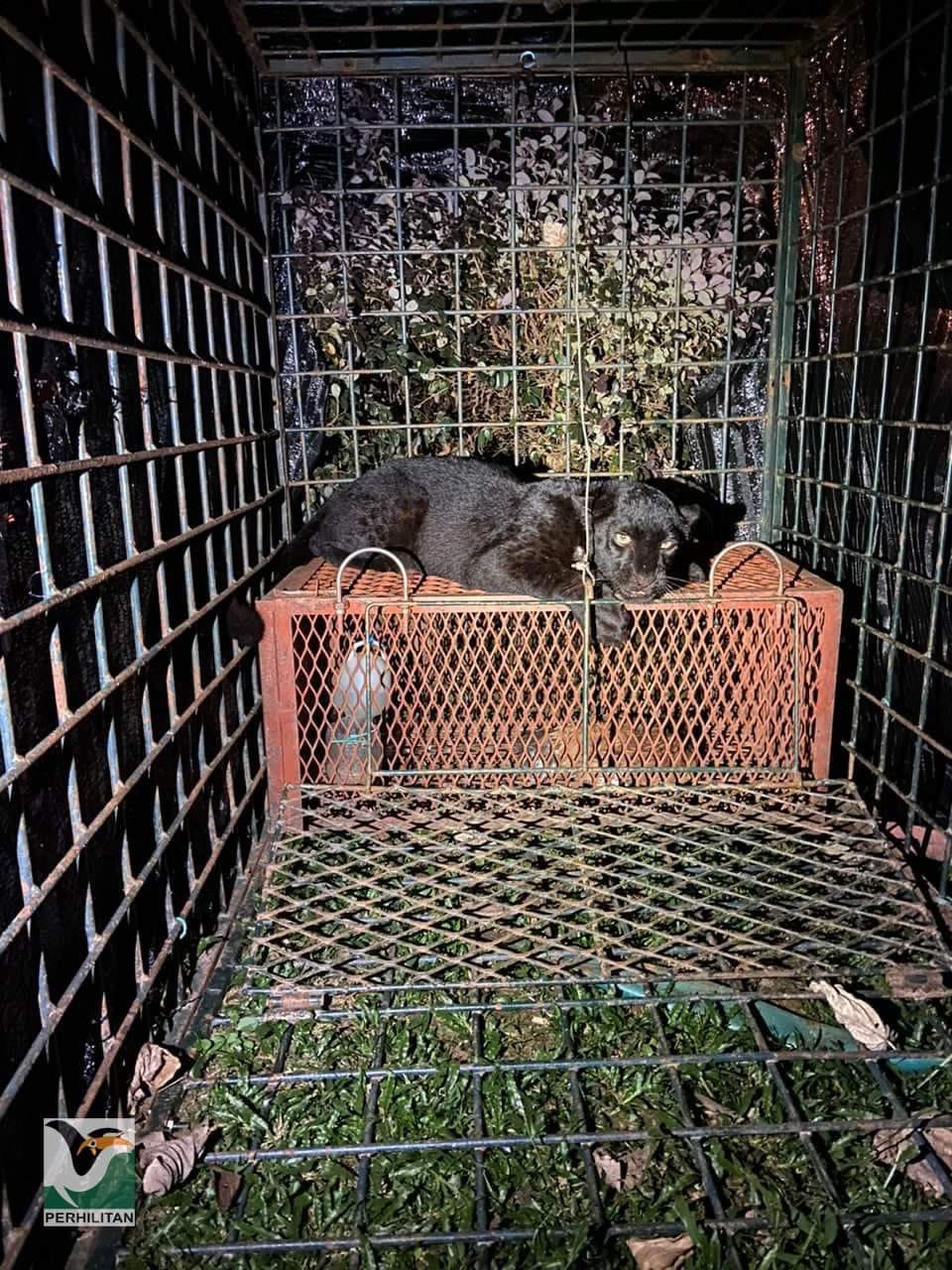 此乃野生动物保护及国家公园局于15日所捕捉的第2只黑豹。（图取自当局面子书）