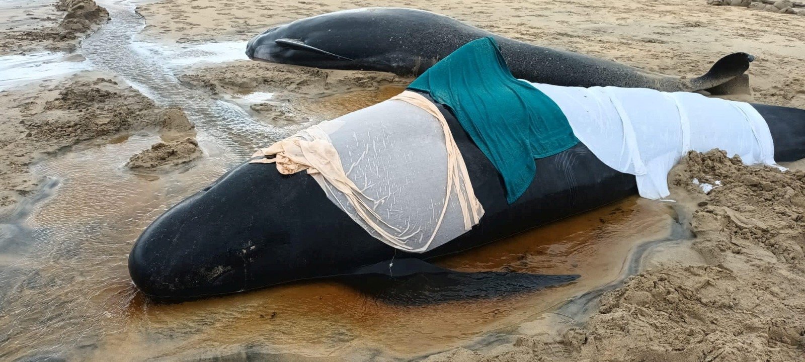 一头领航鲸当地时间周日，在苏格兰刘易斯岛海滩搁浅死亡后，人们将毛巾覆盖在它的遗体上。（图取自Cristina McAvoy/路透社）