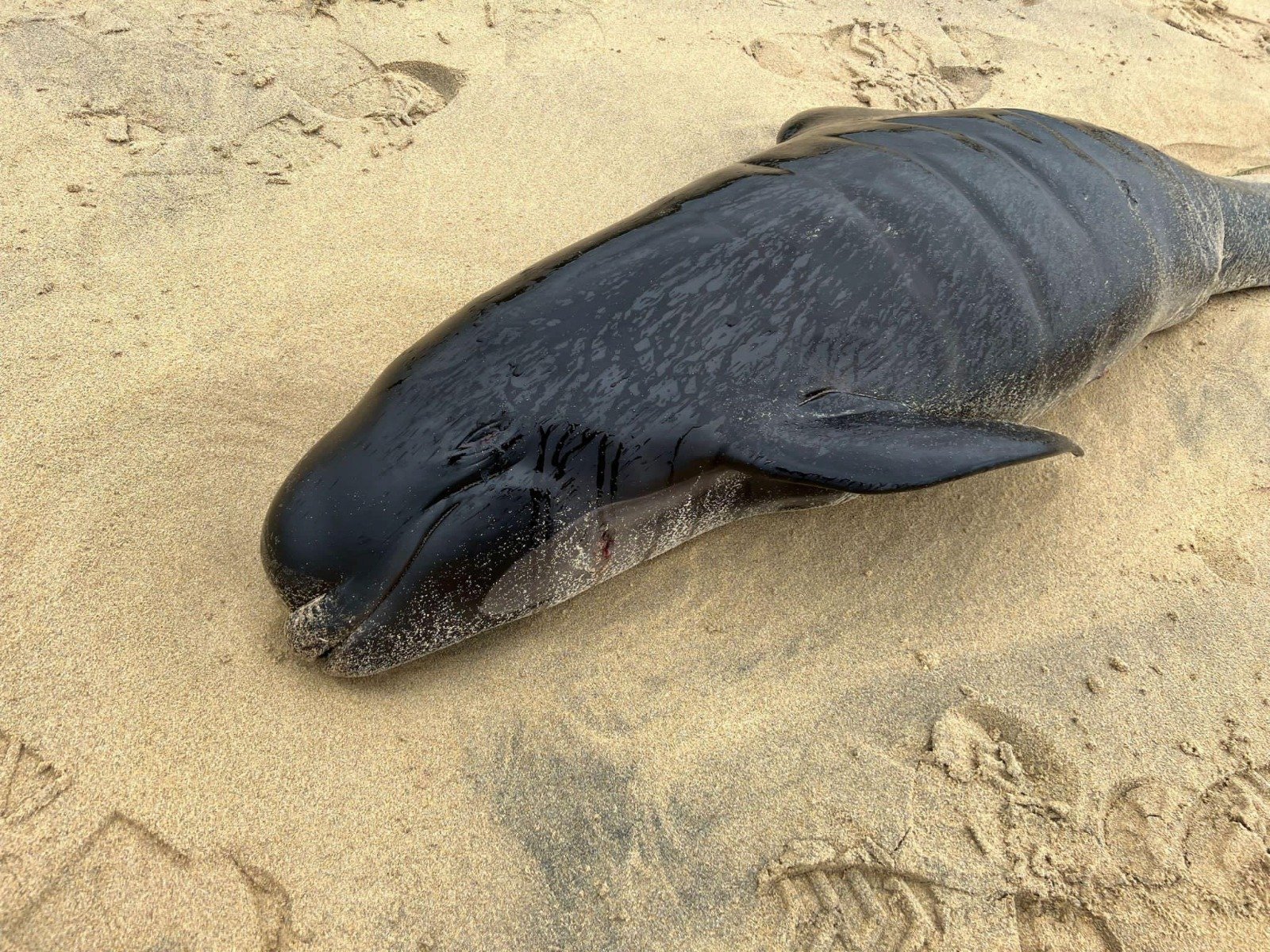 当地时间周日在苏格兰刘易斯岛海滩搁浅死亡的领航鲸。（图取自Cristina McAvoy/路透社）