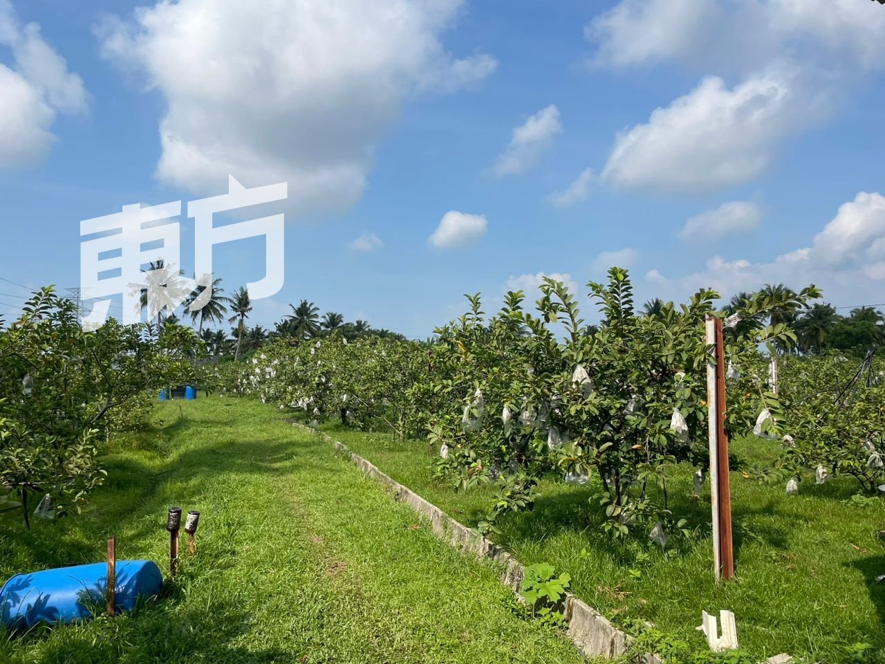 陈丁财在武吉南眉的士杜朗达因（Setulang Daeng）经营约8英亩的番石榴园。