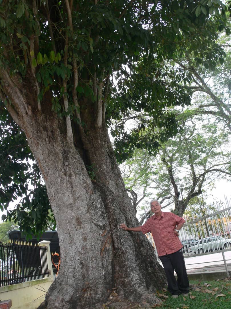 大马最古老橡胶树的树干粗壮，就算3名壮汉摊开双手，也难以将之环抱。（档案照）