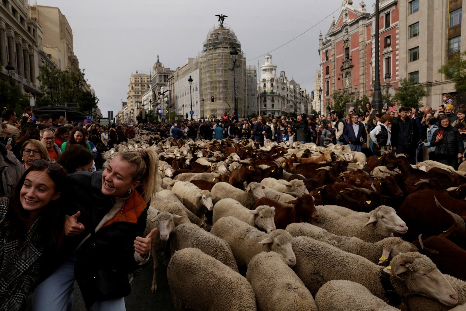 正值西班牙一年一度的“移牧节”，当地人和游客当地时间周日在首都马德里，与前往南方牧场过冬的羊群合影留念。（图取自路透社）