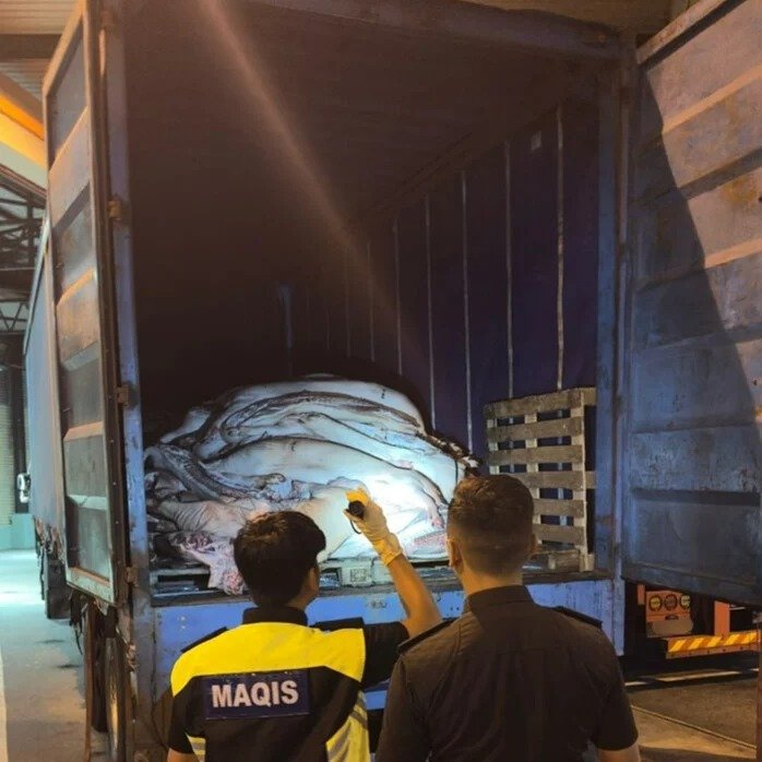 一辆罗里试图运载22吨重已宰杀猪只入境我国，在马新第二通道遭截查充公。（大马检疫及检验局柔佛州分局提供）