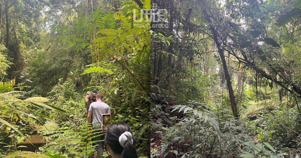 小编本趟体验了Jim Thompson Mystery Trail的旅游项目，与一众外国游客进森林“探险”！